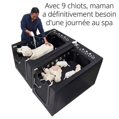 Homme lavant un golden retriever dans une baignoire spa à microbulles d’Ella pendant que 9 chiots se reposent dans le bassin adjacent
