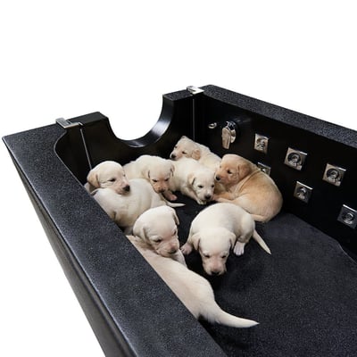 Group of yellow Labrador puppies resting inside an Ella black walk-in pet spa tub with hydrotherapy jets