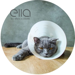 Gray cat wearing a recovery cone resting on a wooden surface next to the Ella by Ella's Bubbles logo