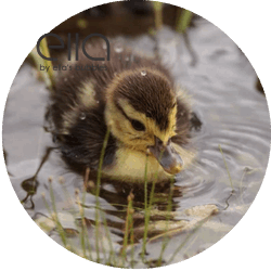 Fluffy duckling splashing in shallow water near reeds, representing Ella's microbubble therapy pet spa bath tub