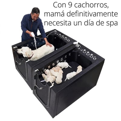 Hombre bañando a un golden retriever en una bañera spa con terapia de microburbujas de Ella mientras 9 cachorros descansan en el compartimento contiguo