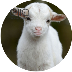 Fluffy white baby goat posing outdoors, representing gentle Microbubble Therapy Pet Spa Bath Tub care for animals