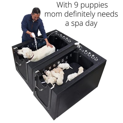 Man bathing a golden retriever in an Ella microbubble therapy pet spa tub while 9 puppies rest in the adjoining basin